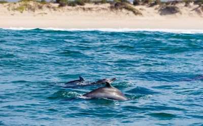 “The trip of a lifetime”: from one Whale Heritage Area to another
