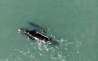 Santa Catarina Nursery designated as a Whale Heritage Area